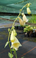 Digitalis ciliata 
